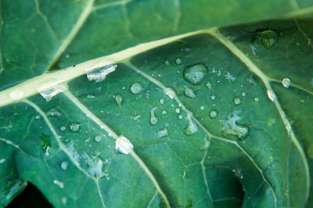 Read more about the article $117,000 to Grow Agricultural Production for Ocras Island Community