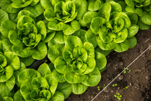 Read more about the article Ag Guild Announces $40,000 Available for FARM Fund Awards
