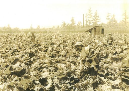 Read more about the article A Bushel and a Peck: Growing Island Vegetables