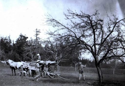 Read more about the article Island Apples