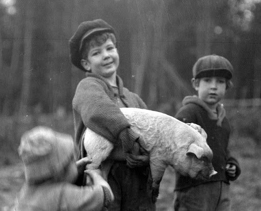 Read more about the article Some Pig! A Tale of Nose-to-Tail Farming